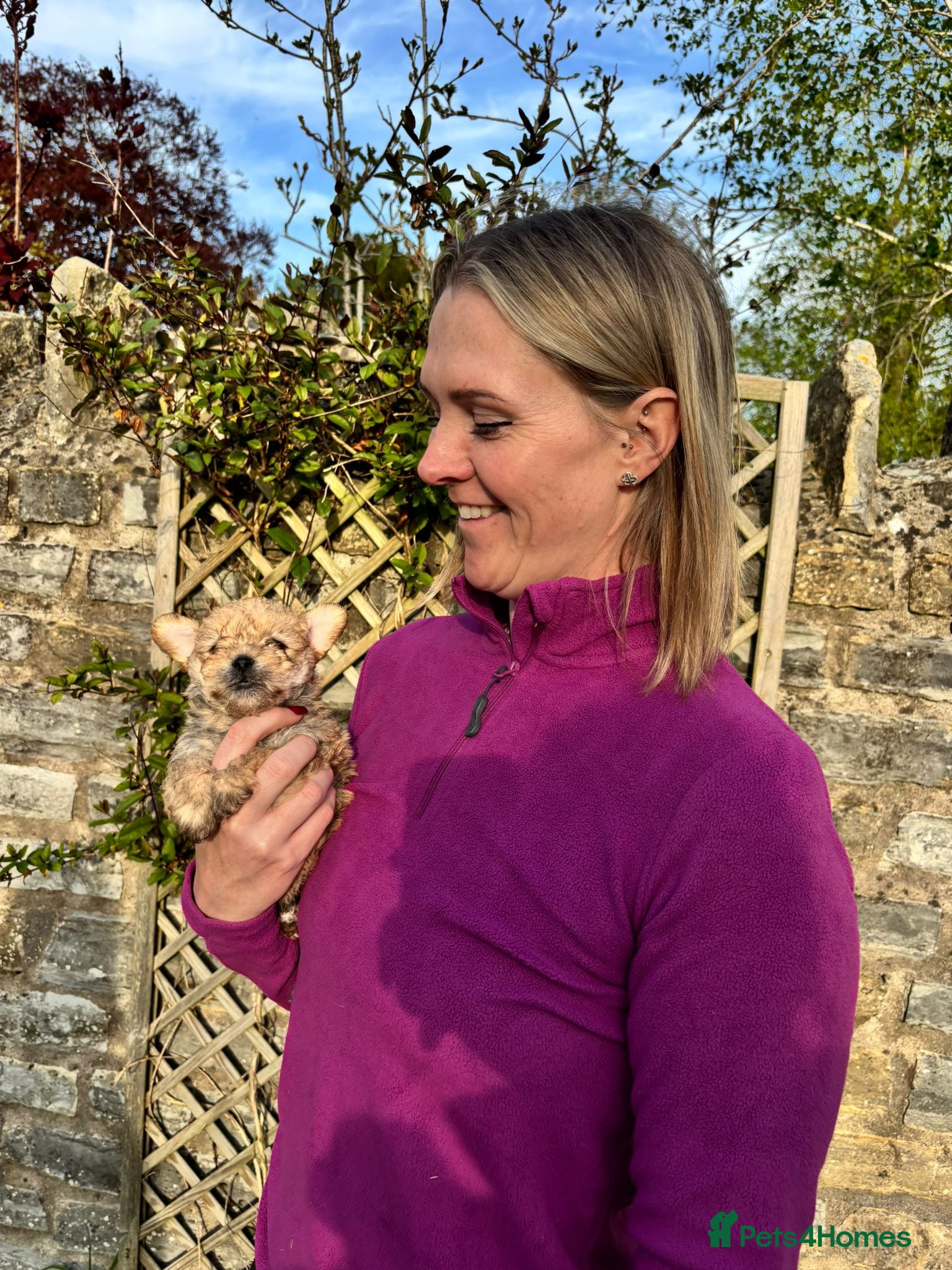 Jackapoo dogs JACKANORRIPOOS - Advert 2