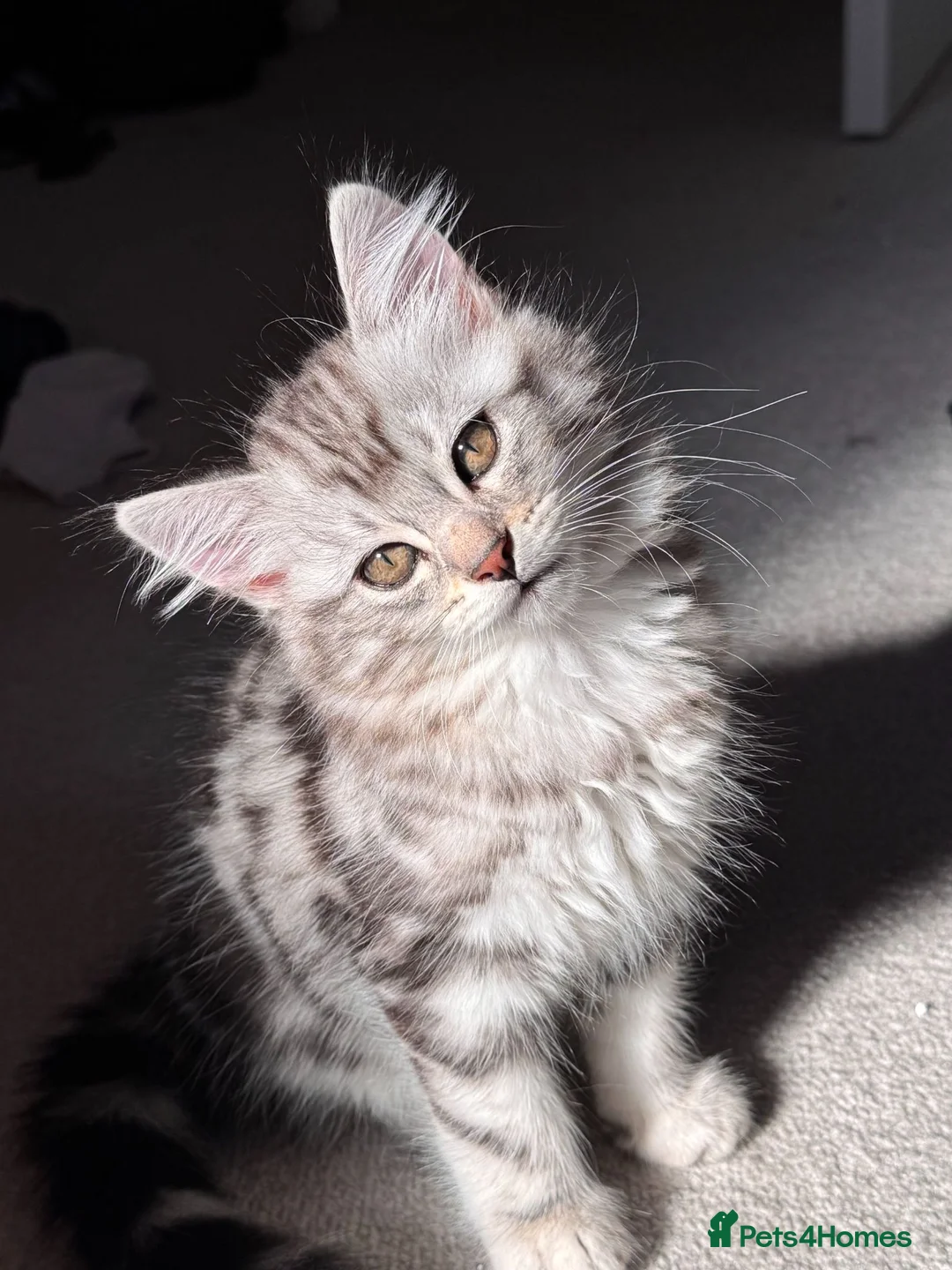 Norwegian Forest Cat cats for sale: Beautiful Norwegian Mix Kittens – 2 Boys & 1 Girl - Advert 12