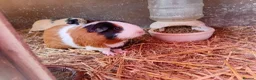 Guinea Pig rodents for sale: Baby guinea pigs  - Advert 5