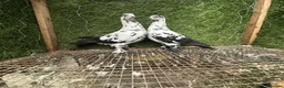 Pigeons birds for sale: Quality Homing Pigeons – Breeding Pairs Available - Advert 8