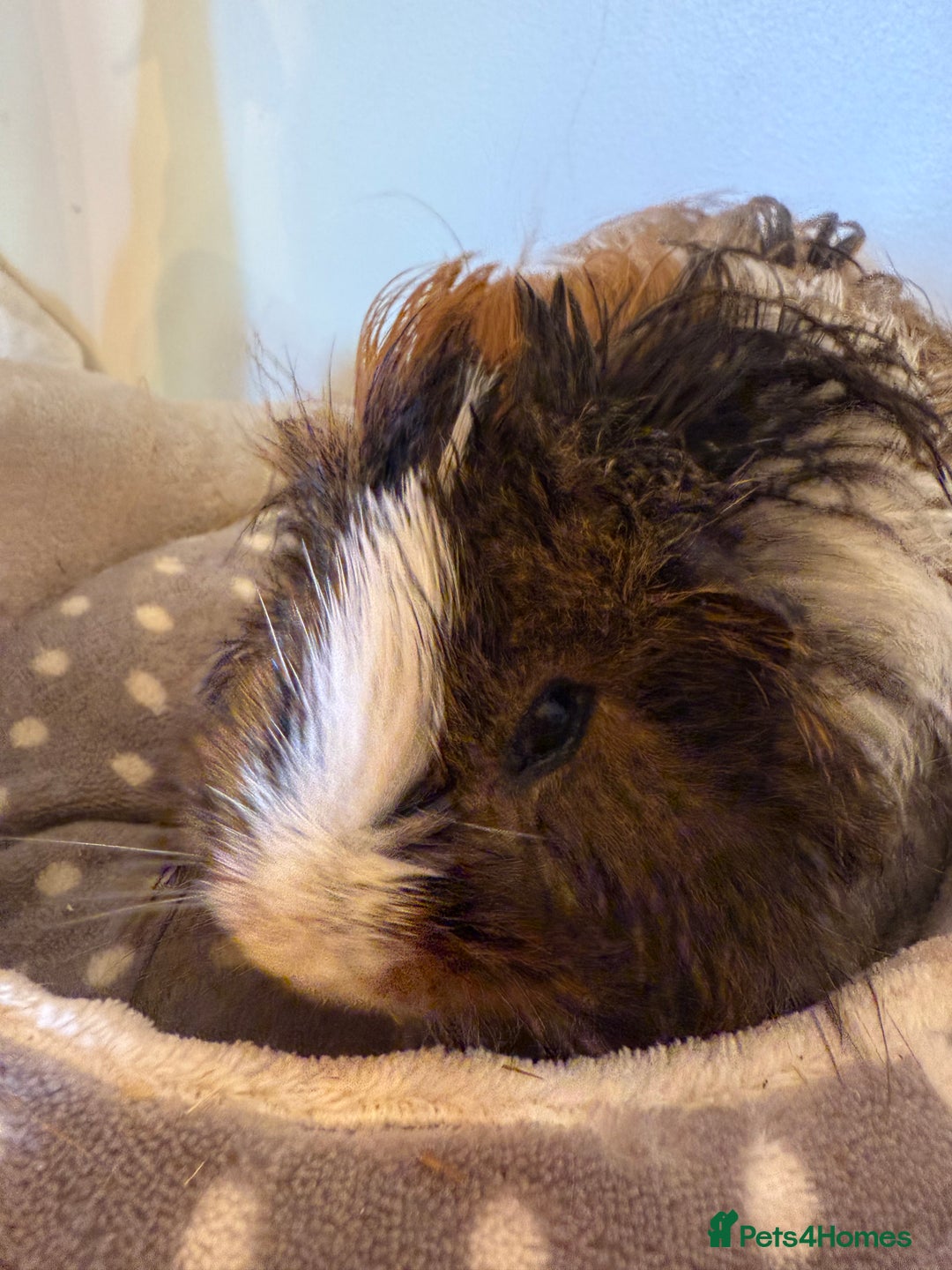 Guinea Pig rodents for sale: Long haired male guinea pig  - Image 1