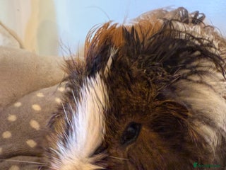 Guinea Pig rodents - Advert 27