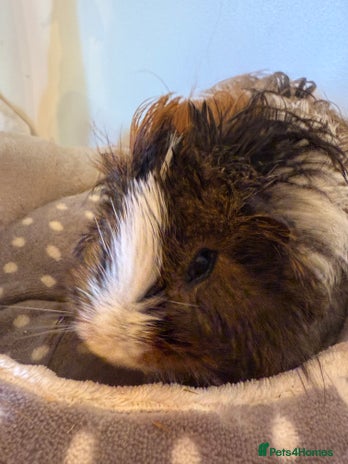 Guinea Pig rodents - Advert 4