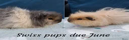 Guinea Pig rodents for sale: Black Swiss & Buff Cali Baby Guinea Pig Boys  - Advert 11