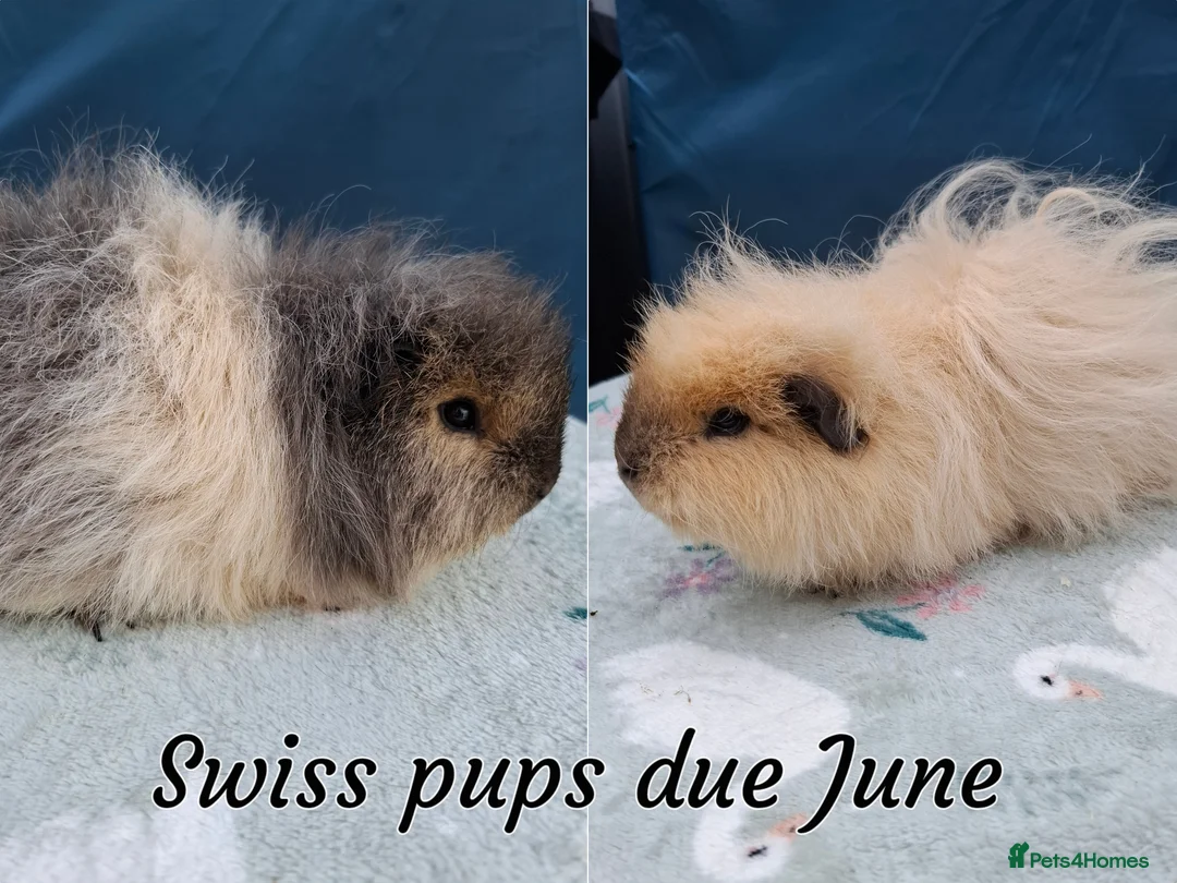 Guinea Pig rodents for sale: Black Swiss & Buff Cali Baby Guinea Pig Boys  - Advert 11