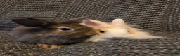 Lionhead rabbits for sale: Very tame Lion head bunnies 9 wk 1🩷1🩵 - Advert 7