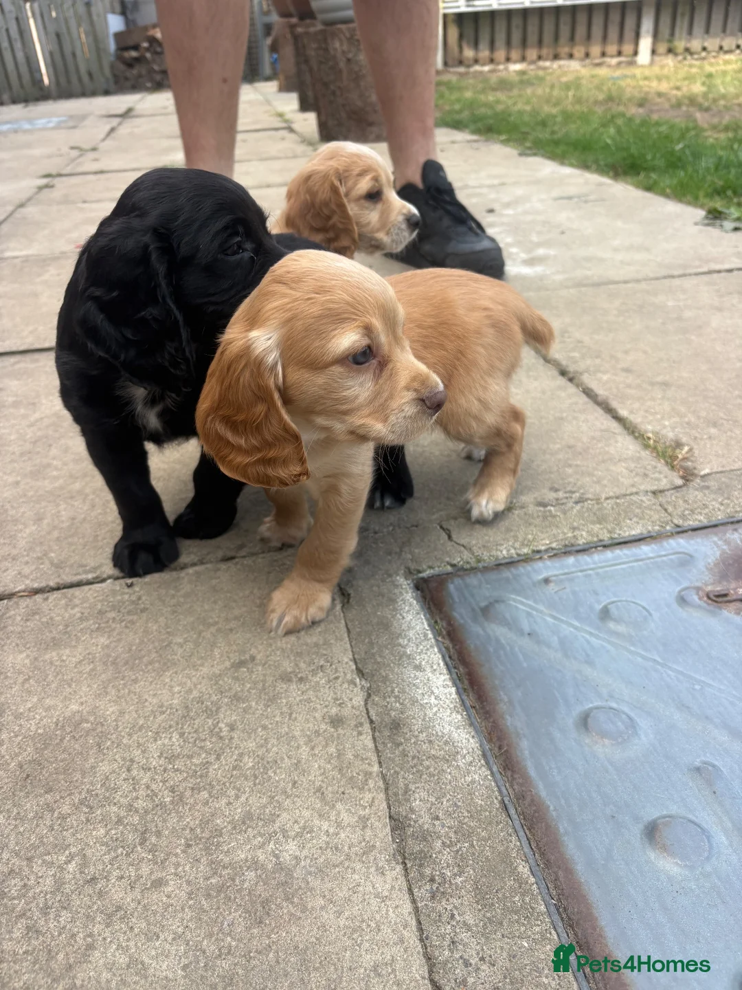 Cocker Spaniel dogs for sale: KC registered working cocker spaniel pups in Goole - Advert 1