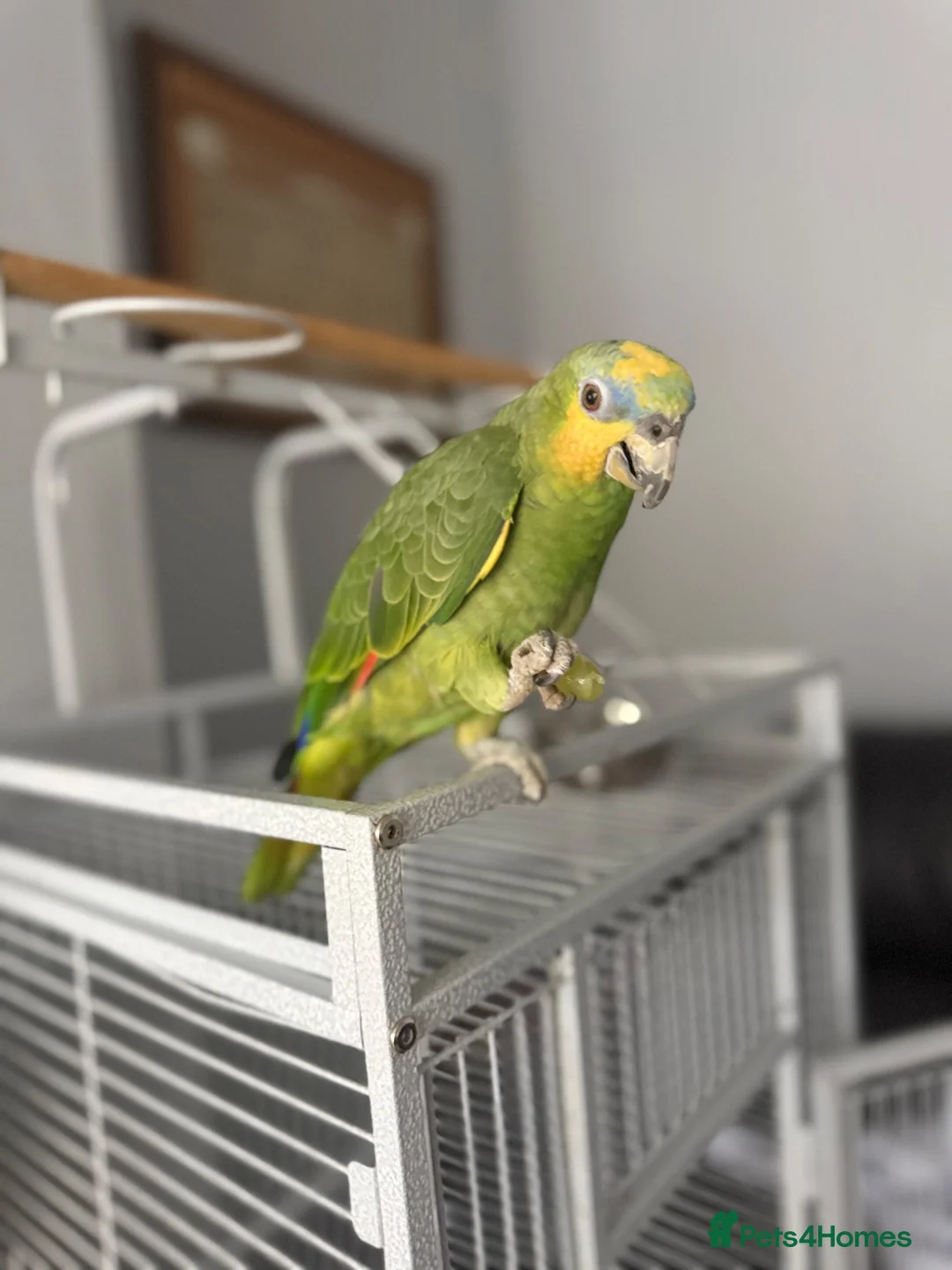 Parrots birds for sale: Blue headed semi talking and tamed Amazon parrot in Bradford - Advert 2