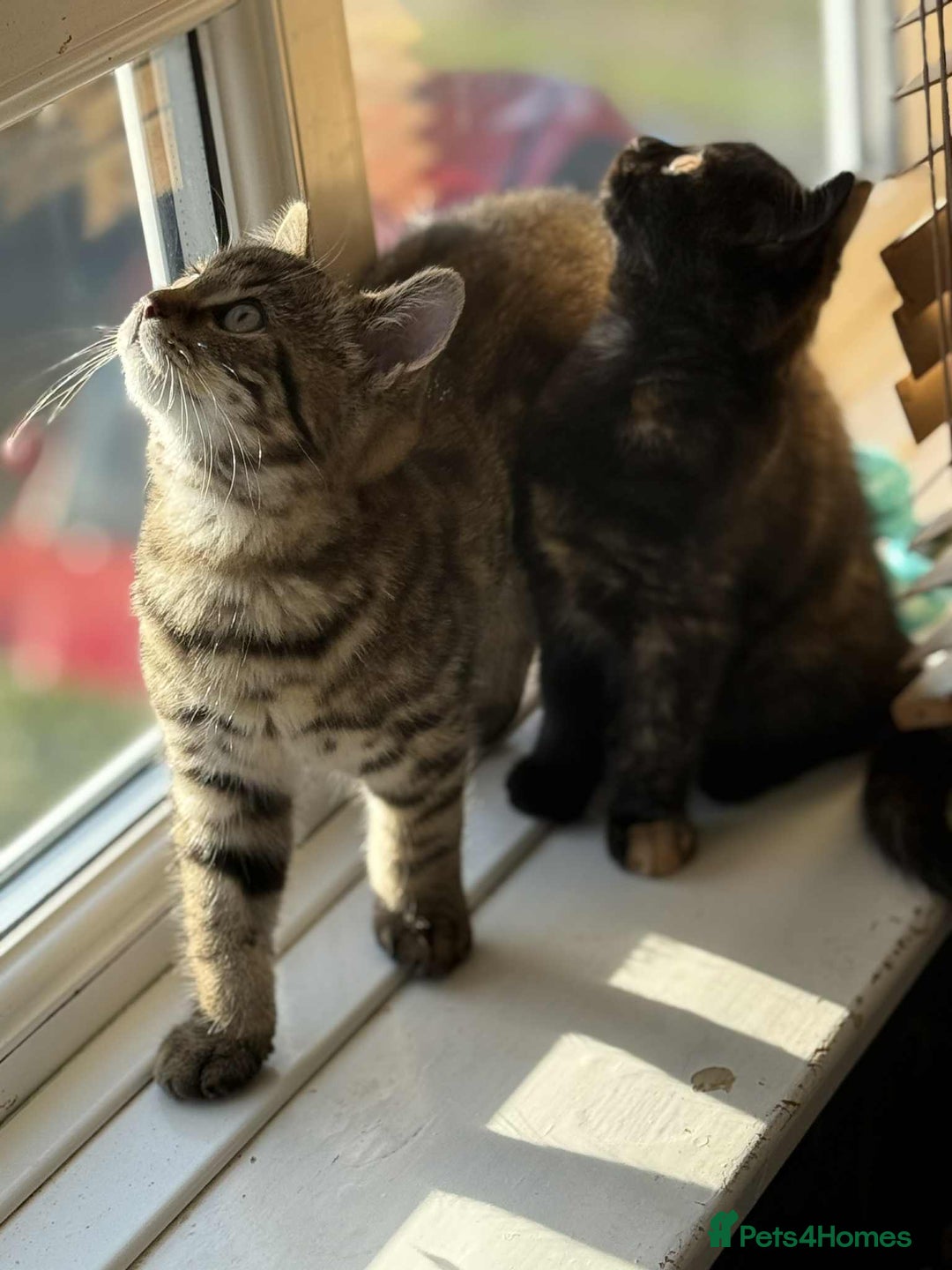 Mixed Breed cats for sale: Beautiful kittens available  - Image 2