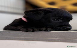 Labrador Retriever dogs for sale: Gorgeous KC Registered Labrador Retriever Puppies - Image 2