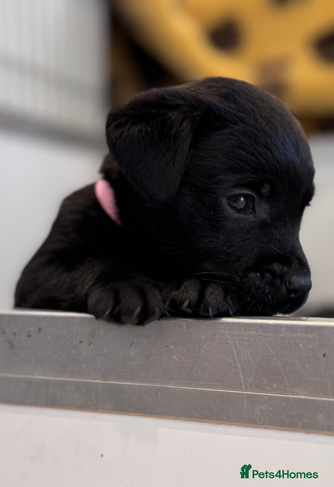 Labrador Retriever dogs for sale: Gorgeous KC Registered Labrador Retriever Puppies - Image 2