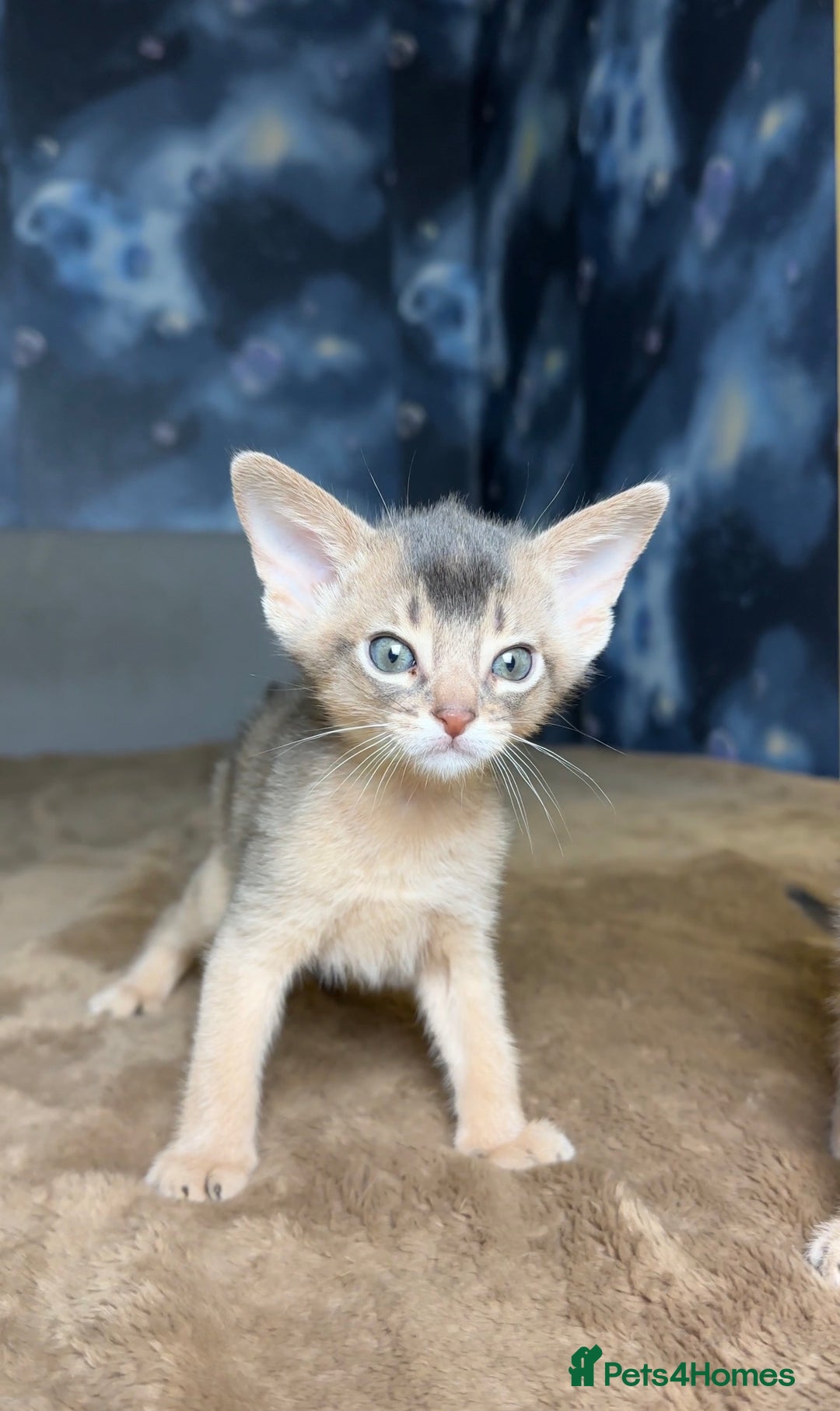 Abyssinian cats for sale: 💙 Two Blue Male Abyssinian Kittens Available 💙 - Advert 5