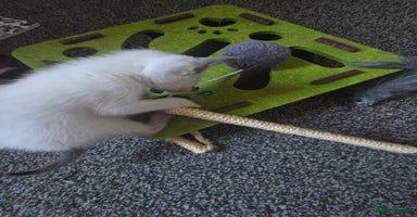 Siamese cats - Advert 5