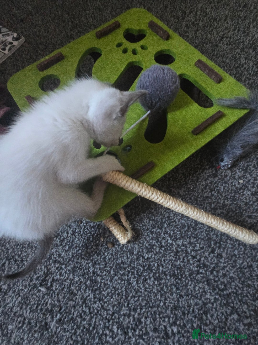 Siamese cats for sale: Beautiful 2 Havana browns and 2 C/ point siamese  - Image 2