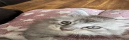 Maine Coon cats for sale: ✨ EXCEPTIONAL TICA-REGISTERED MAINE COON KITTENS ✨ - Advert 6