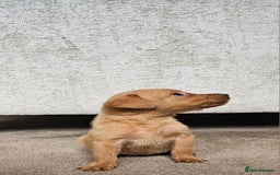 Labrador Retriever dogs for sale: THE LAST KC FOX RED GIRL READY TO LEAVE NOW  - Image 3