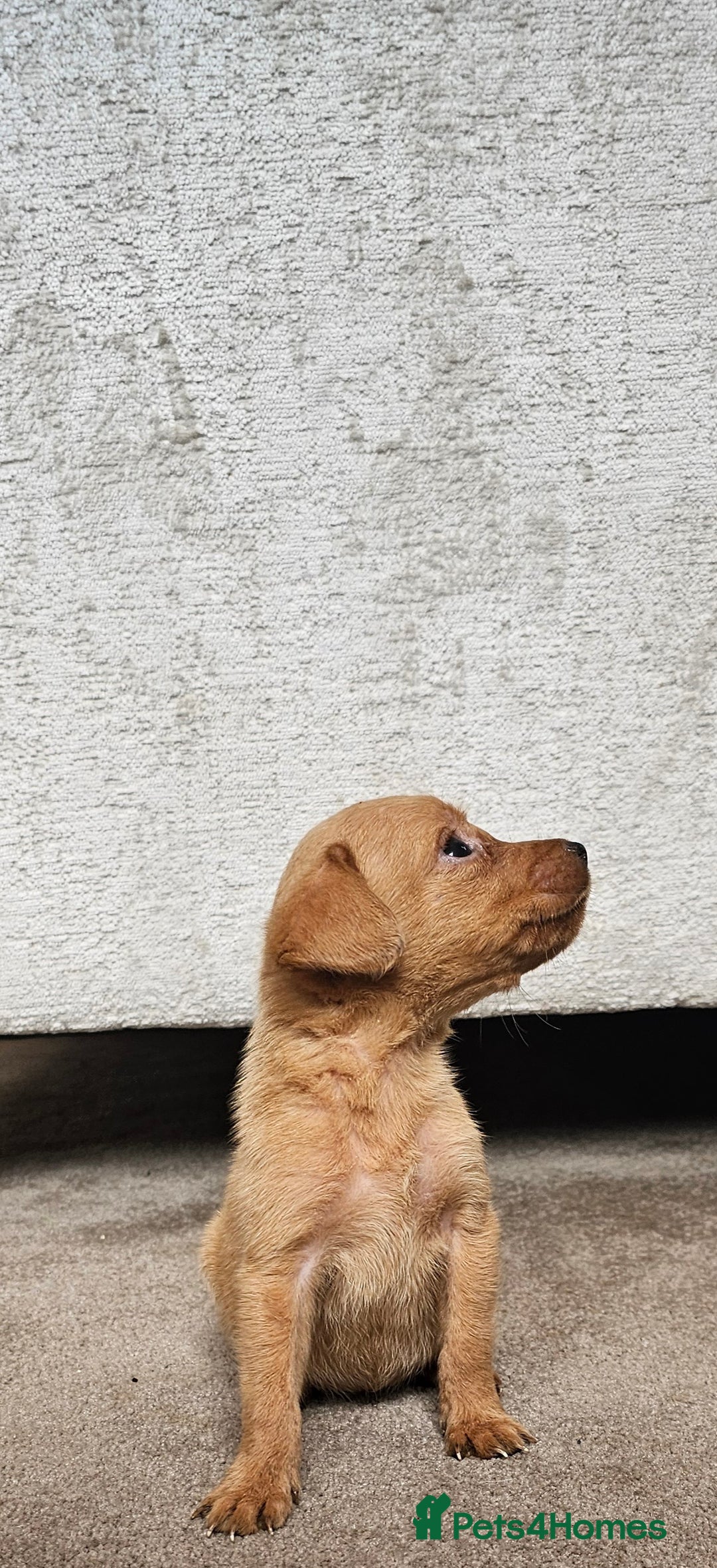 Labrador Retriever dogs for sale: THE LAST KC FOX RED GIRL READY TO LEAVE NOW  - Image 3