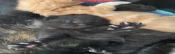 Mixed Breed cats for sale: 3 kittens  - Advert 7