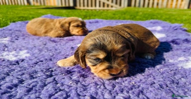 Mixed Breed dogs - Advert 6
