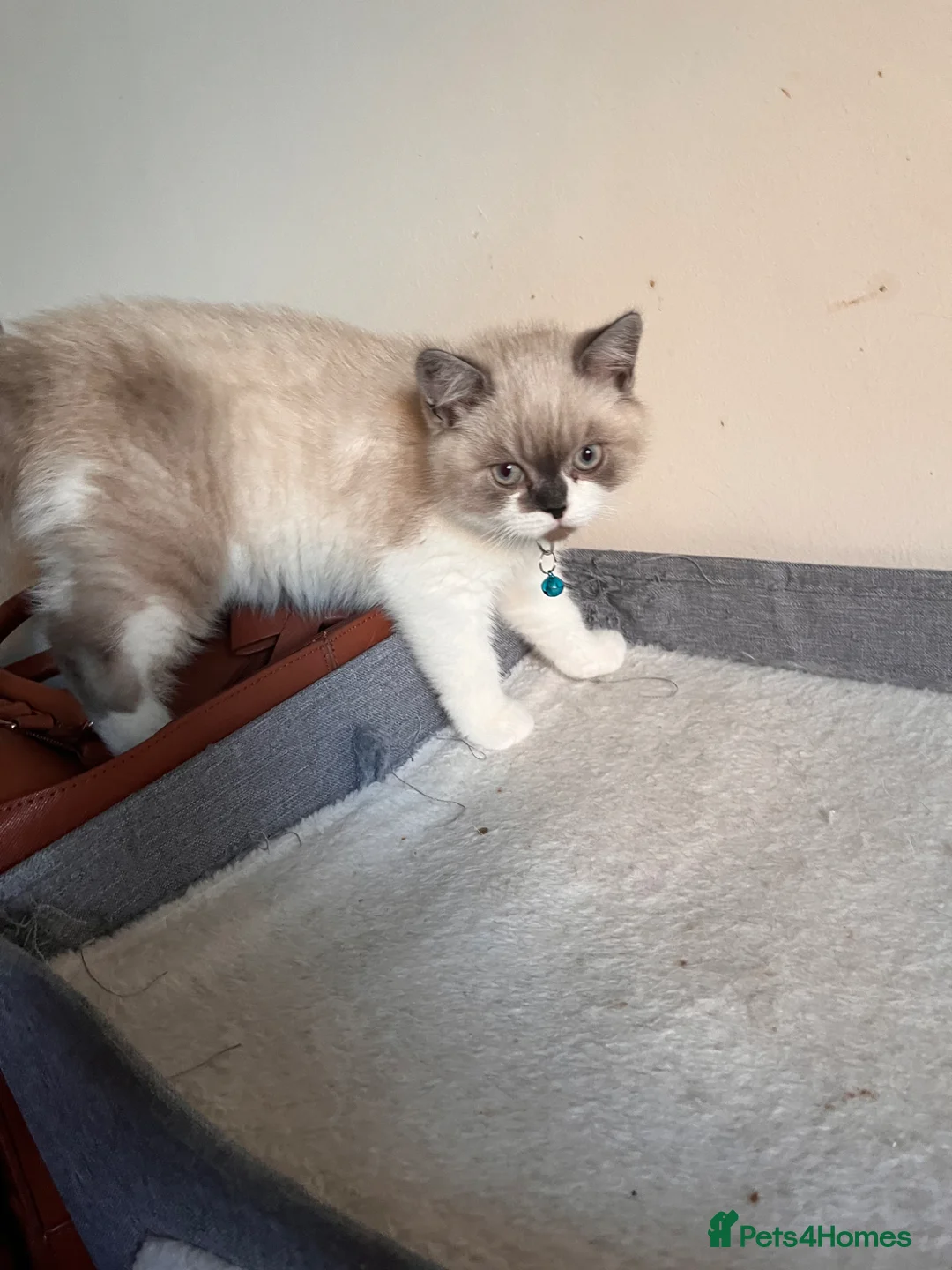 Mixed Breed cats for sale: Adorable Ragdoll cross kitten - Advert 14