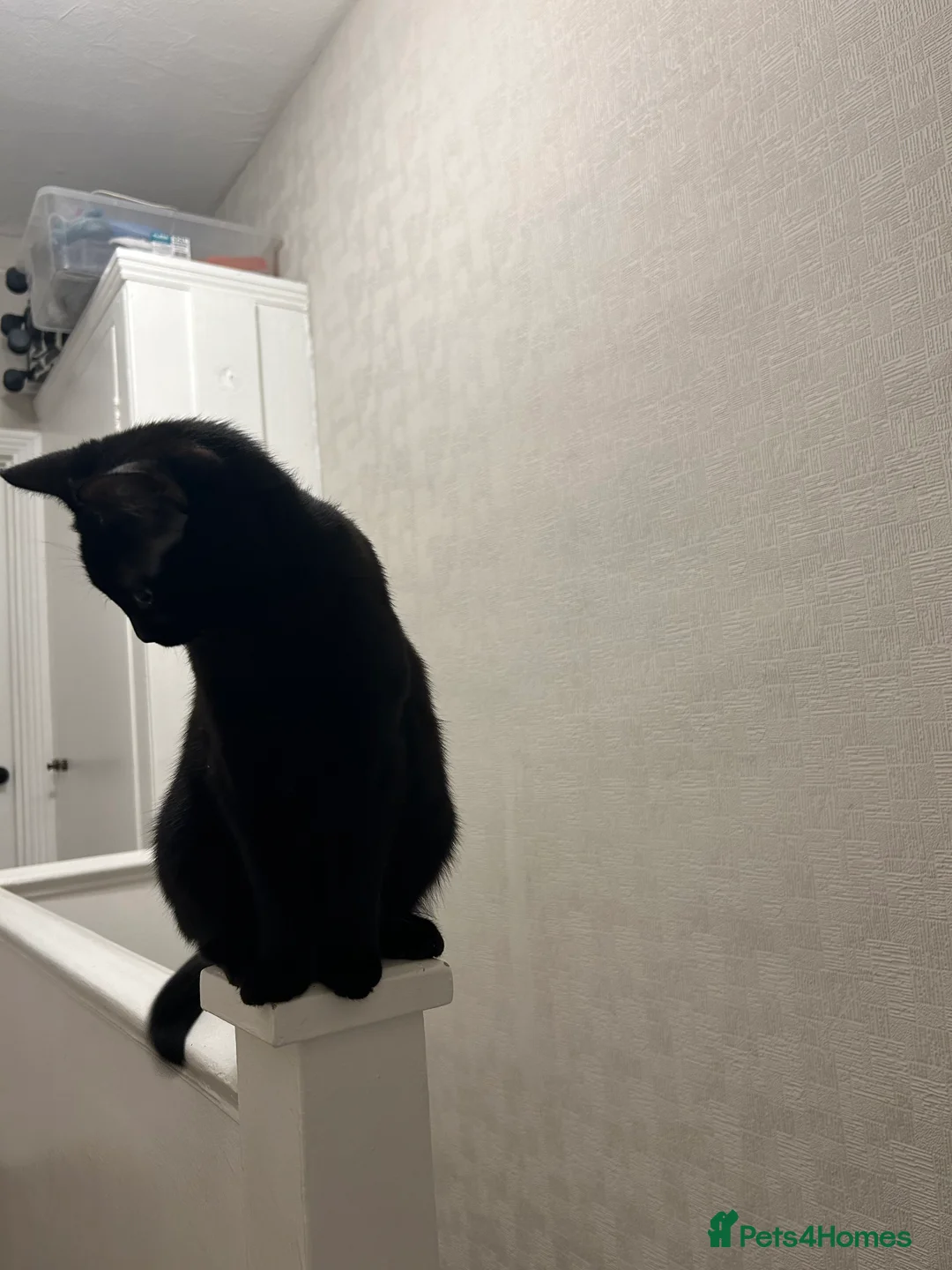 Mixed Breed cats for sale: Male and female must be rehome together. - Advert 2