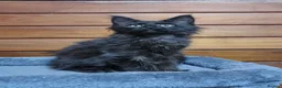 Maine Coon cats for sale: GCCF Pedigree Maine Coon Kittens for sale  - Advert 26