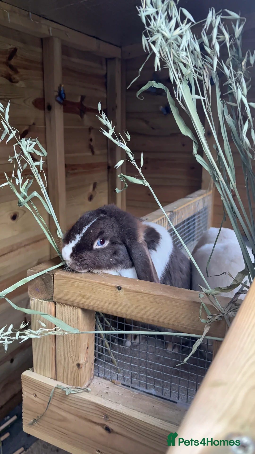 Mini Lop rabbits for sale: Female bunny princess  - Advert 4