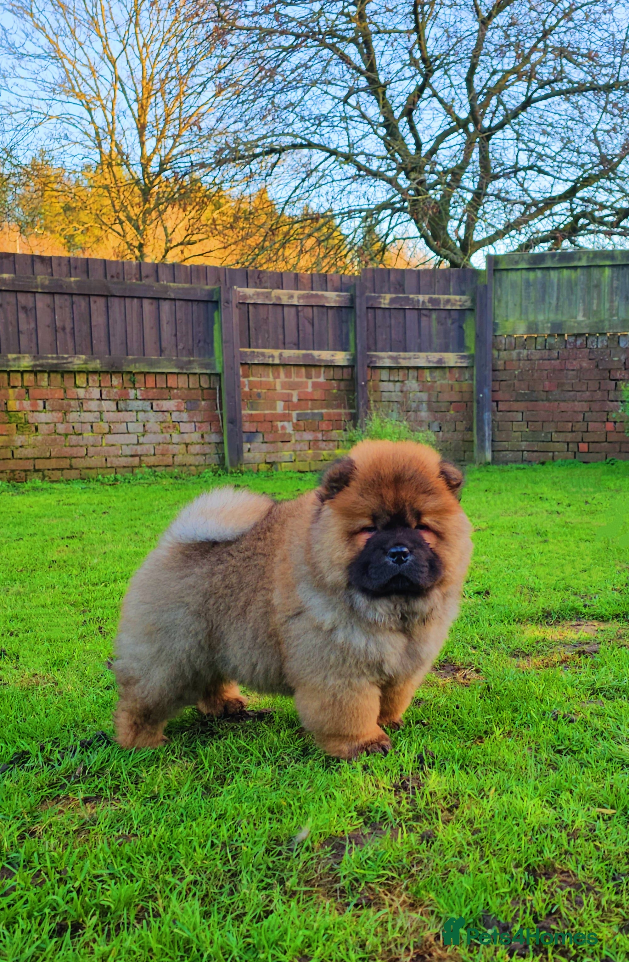Chow Chow dogs Crufts pedigree puppy  - Advert 1