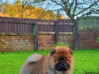 Chow Chow dogs Crufts pedigree puppy - Advert 1