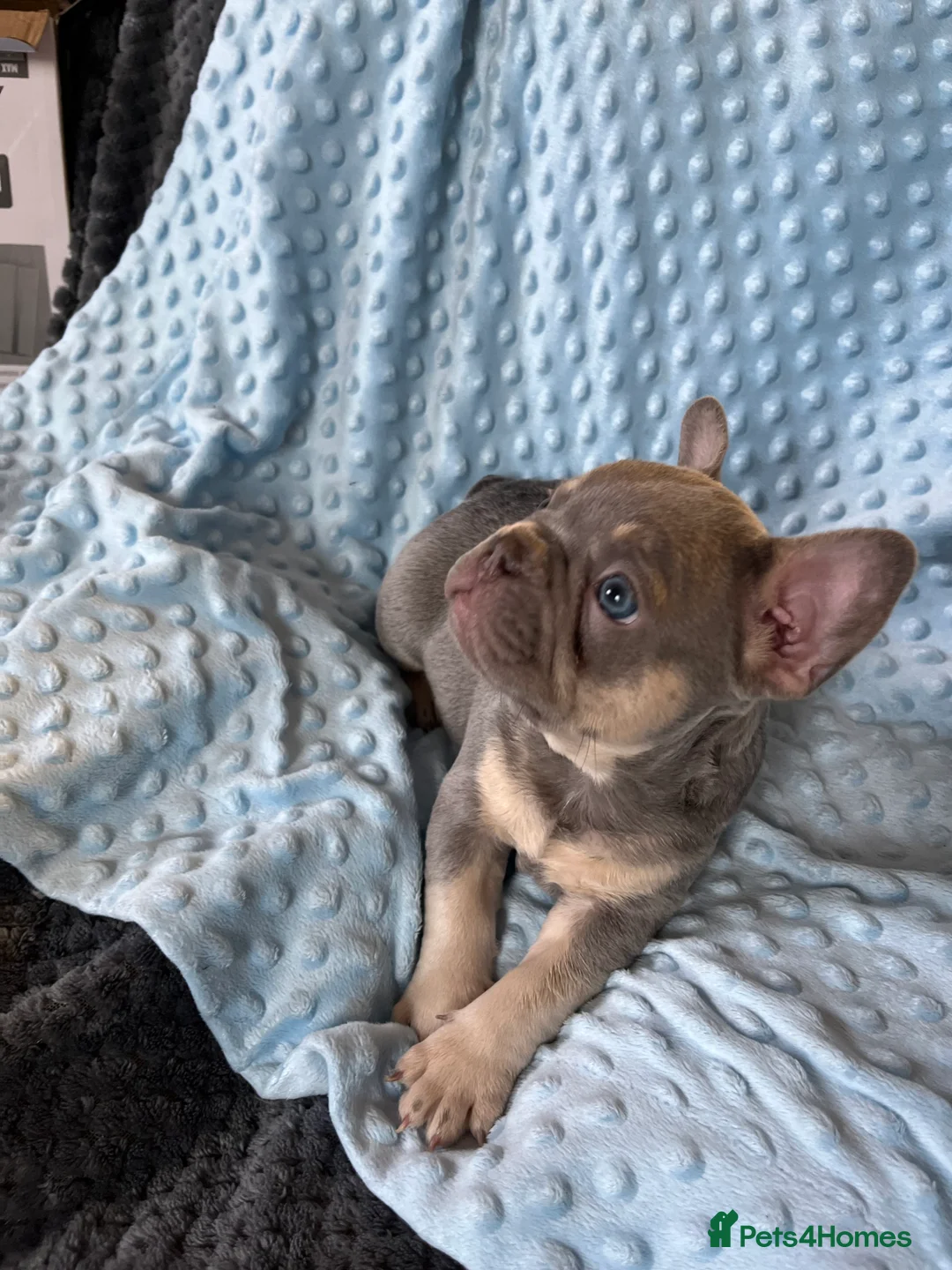 French Bulldog dogs for sale: Adorable French Bulldog puppies - Advert 14