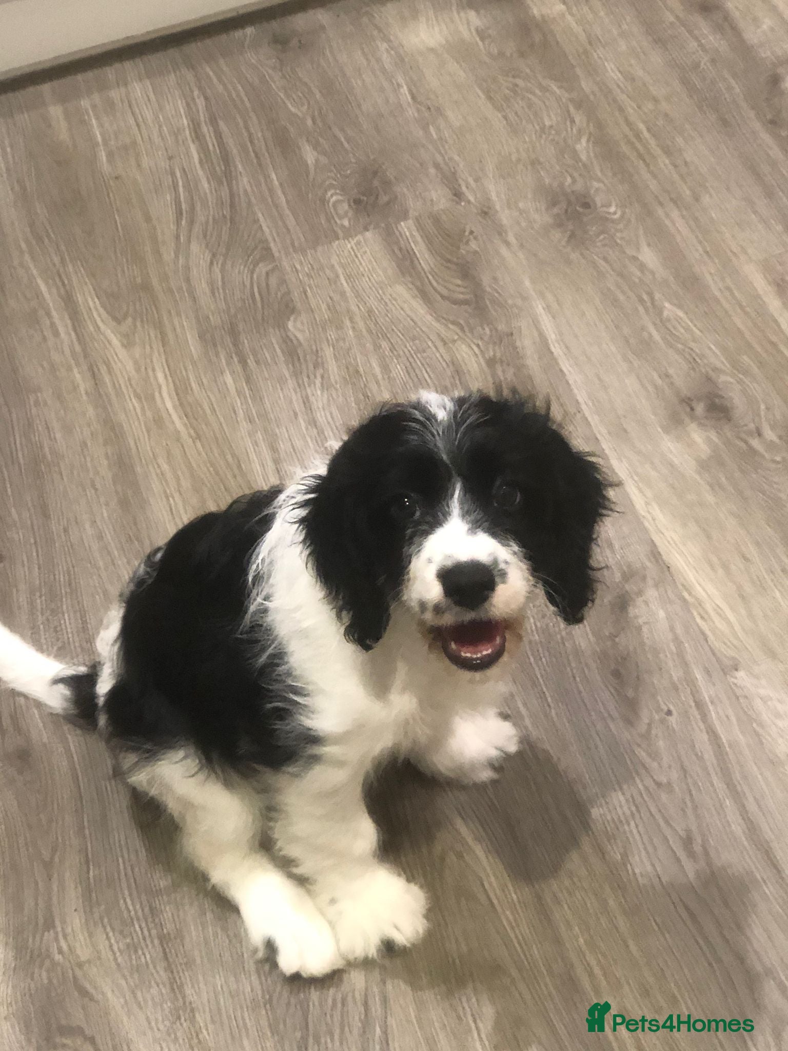 Mixed Breed dogs * Last one - Female Cocker Spaniel x Cavapoo Pups - Advert 3