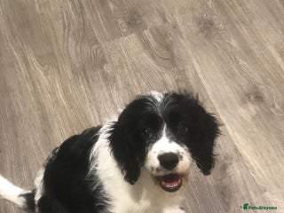 Mixed Breed dogs * Last one - Female Cocker Spaniel x Cavapoo Pups - Advert 11