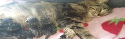 Mixed Breed cats for sale: Litter of 4  in Chatham - Advert 2