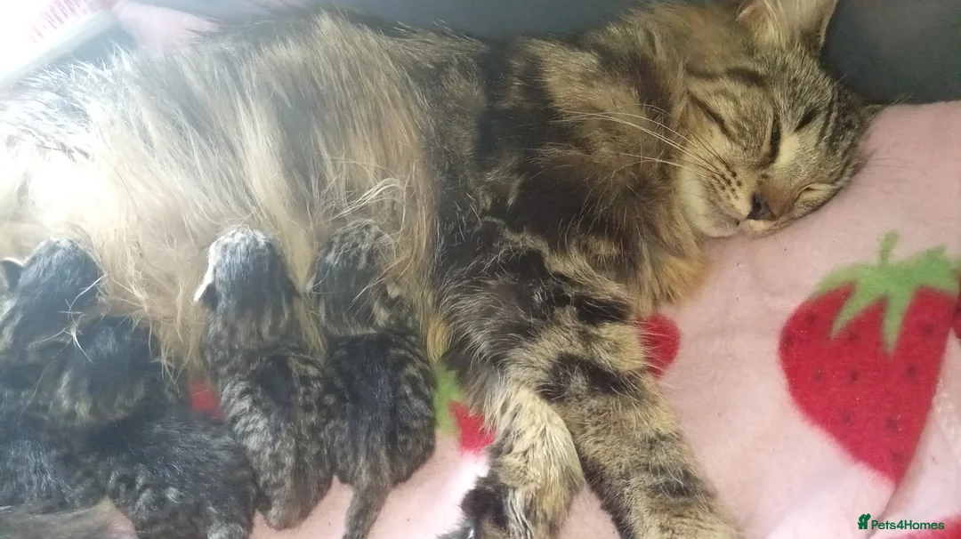 Mixed Breed cats for sale: Litter of 4  in Chatham - Advert 2