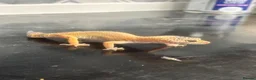 Leopard Gecko reptiles for sale: Female Leopard gecko  - Advert 3