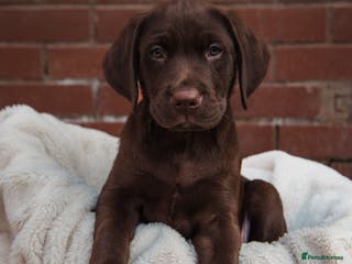 Labrador Retriever dogs Superb fully health tested chocolate labrador pups - Advert 5