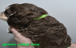 Cockapoo dogs for sale: Stunning f1 cockapoo pups - Advert 11