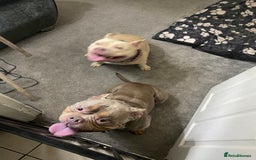 American Bully dogs for sale: American bullie - Image 3