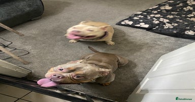 American Bully dogs - Advert 4