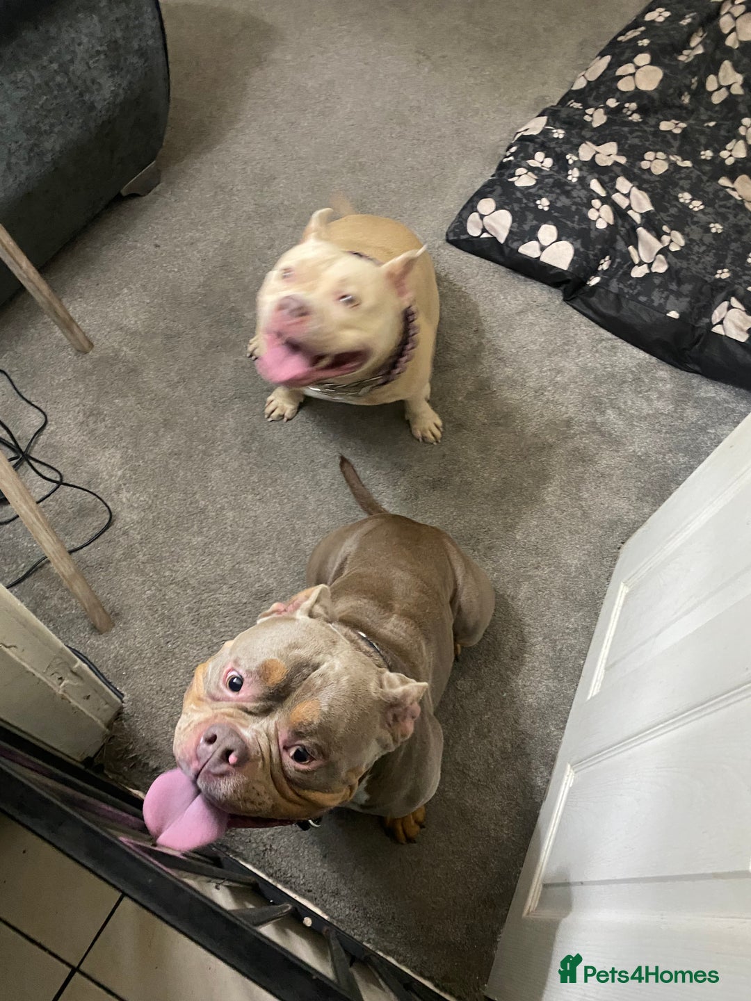 American Bully dogs for sale: American bullie - Image 3