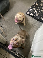 American Bully dogs - Advert 4
