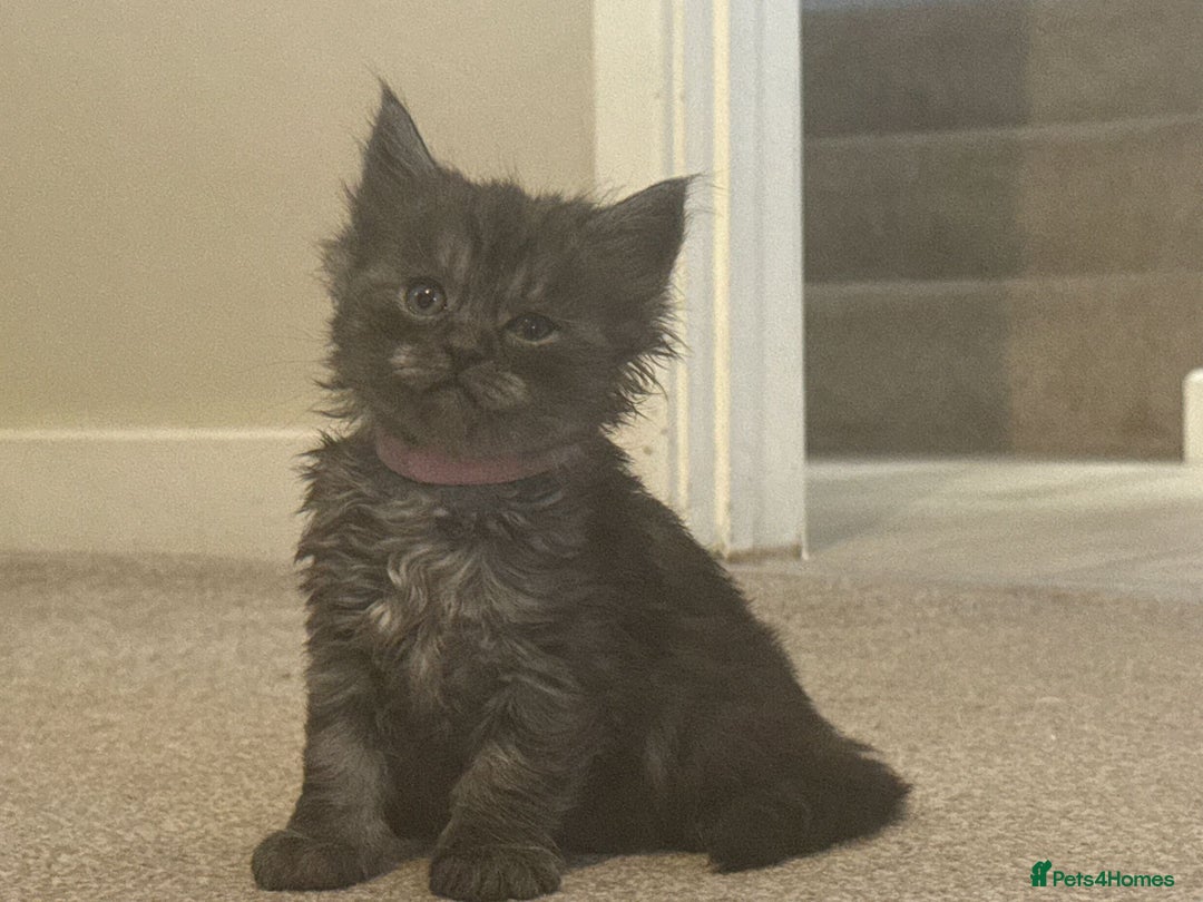 Ragcoon cats for sale: 1 x female Ragcoon - Advert 6