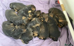 Dachshund dogs for stud: KC Registered Wirehaired Dachshund for Stud in Stoke-on-Trent - Image 18