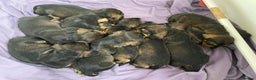 Dachshund dogs for stud: KC Registered Wirehaired Dachshund for Stud in Stoke-on-Trent - Advert 18