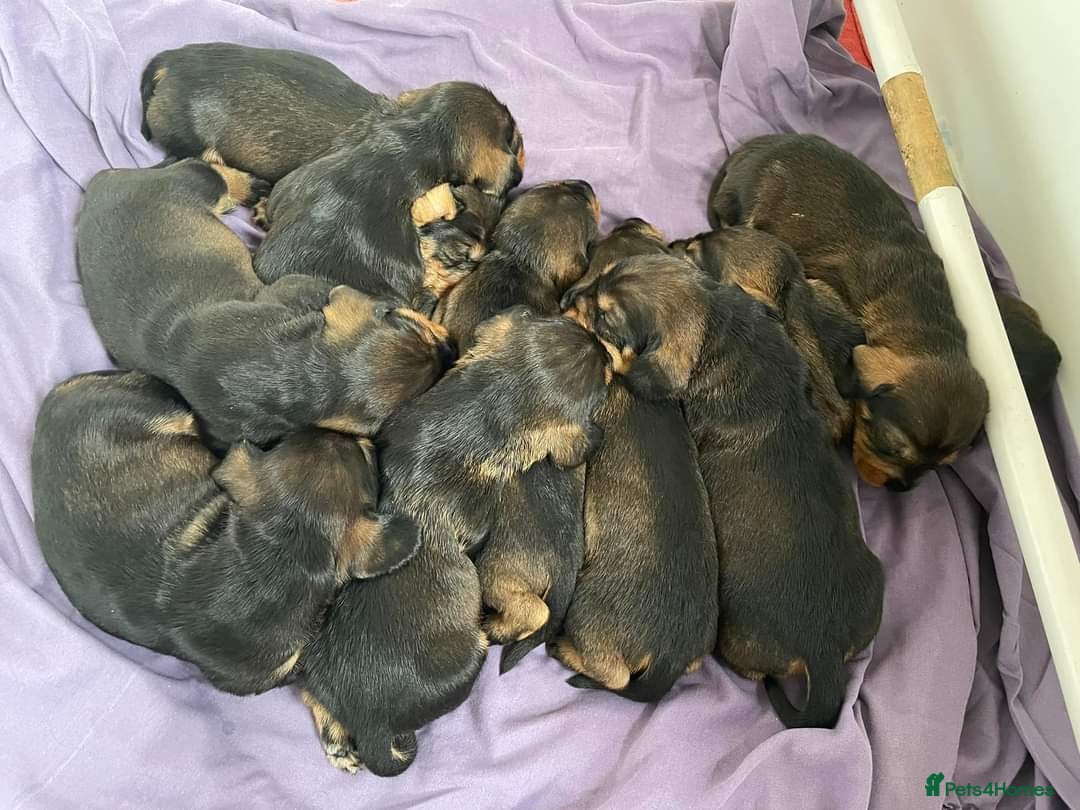 Dachshund dogs for stud: KC Registered Wirehaired Dachshund for Stud in Stoke-on-Trent - Image 18
