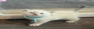  Kitten 3 blue collar 