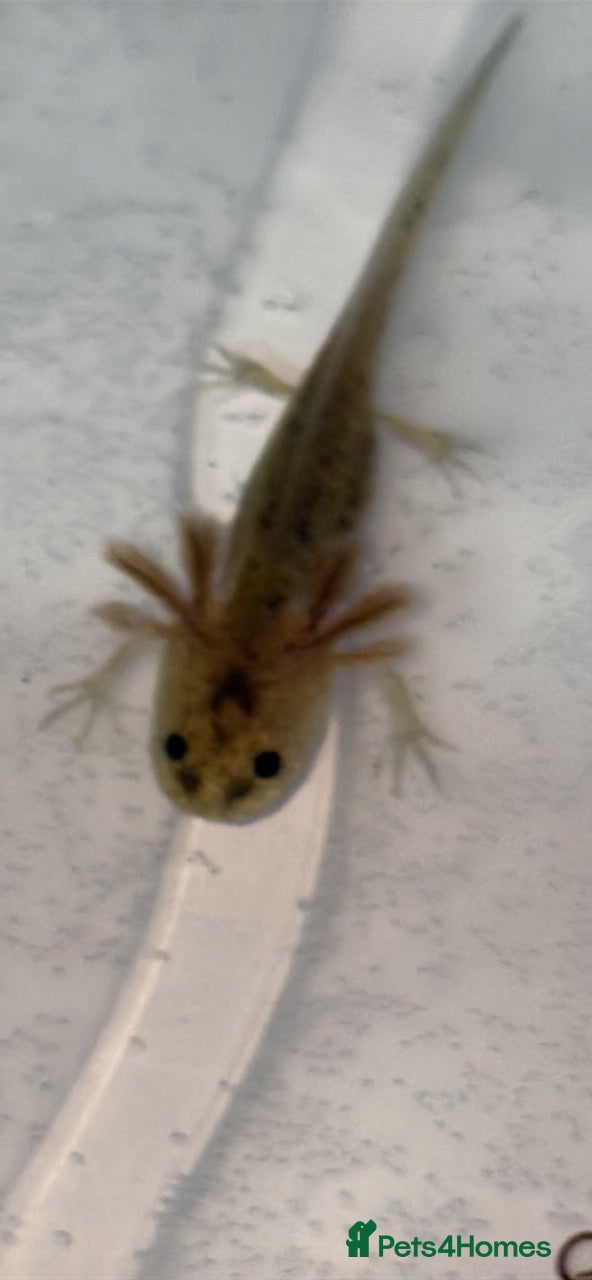Axolotl reptiles Juvenile axolotl  - Advert 1