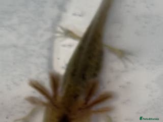 Axolotl reptiles Juvenile axolotl - Advert 3