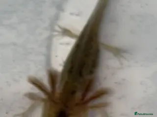 Axolotl reptiles Juvenile axolotl - Advert 9