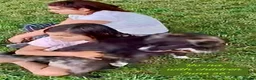 Mixed Breed dogs for adoption: Yo-Na, 2 yrs approx. Available for adoption. in Brixham - Advert 19